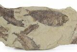 Fossil Fish (Gosiutichthys) Mortality Plate - Wyoming #357158-2